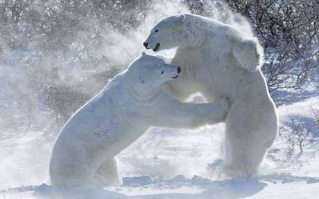 Polar Bears in Wheeling